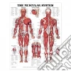Muscular System Chart Muscular System Chart